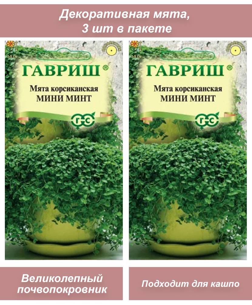 Мята корсиканкая