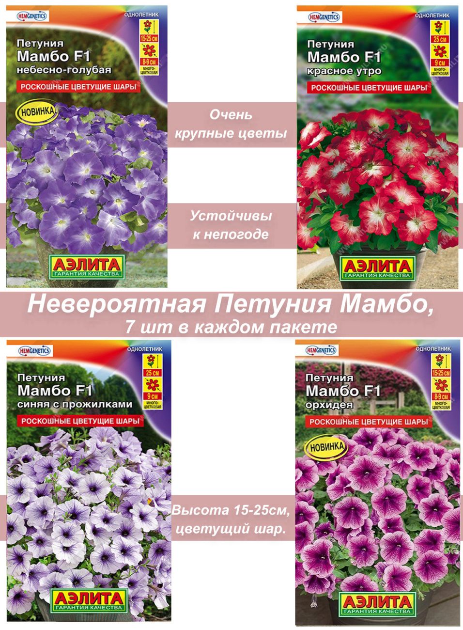 Мамбо 44